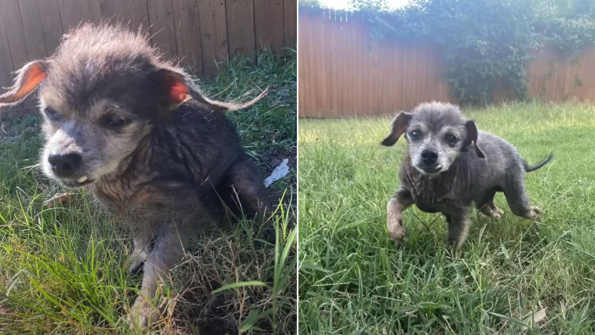 16-Year-Old Dog Couldn’t Stop Crying After Being Abandoned At The Shelter By Owners