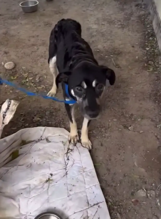 black dog on a leash