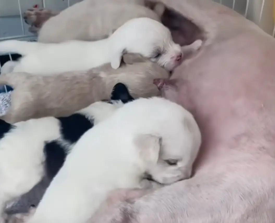 puppies nursing