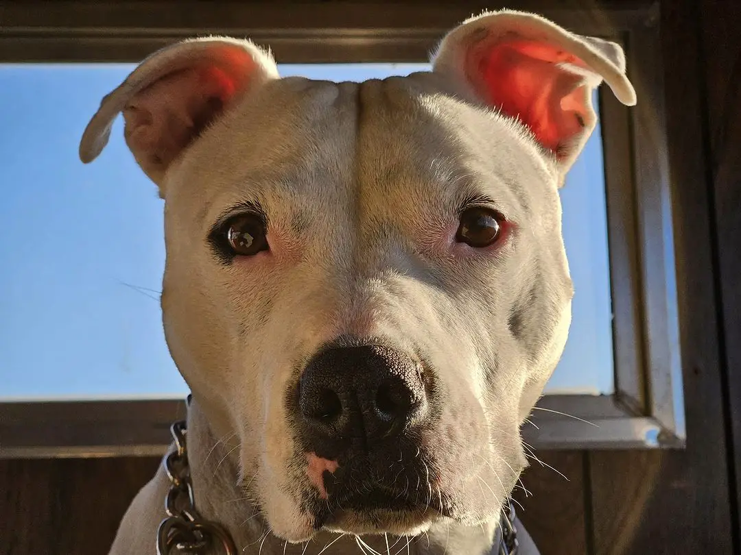 close-up photo of rescued dog