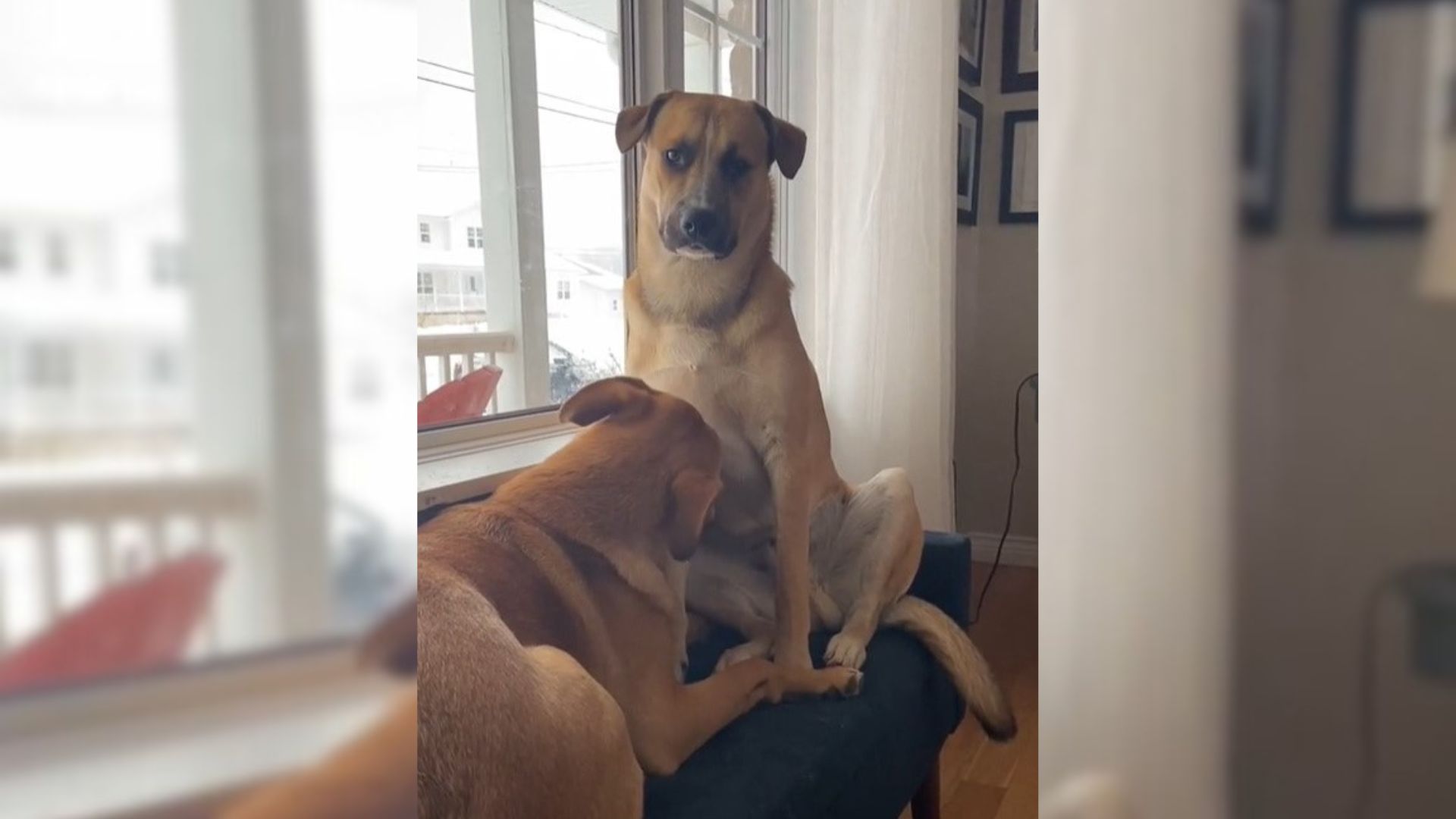 2 Smart Dogs Noticed Something Was Wrong In The House And Tried To Warn Their Owner About It