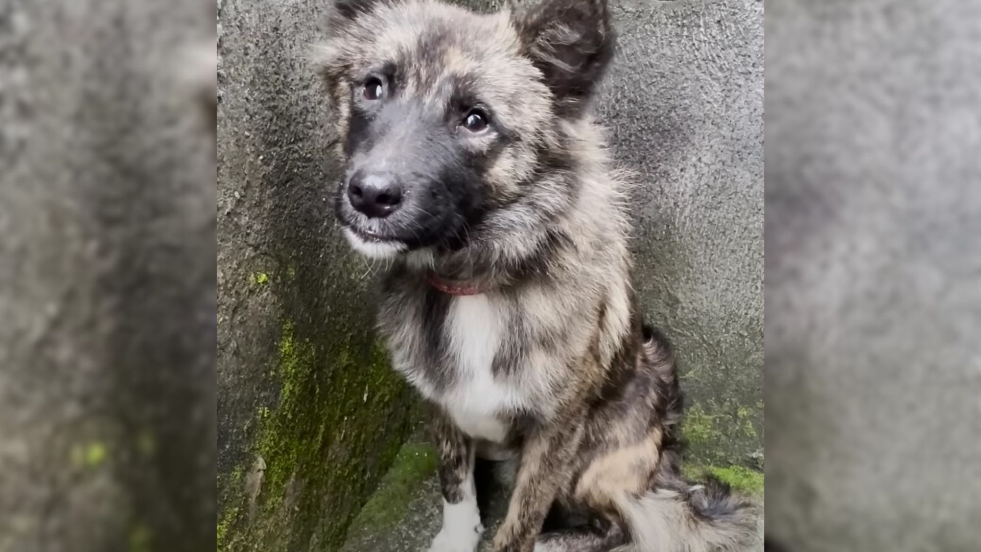 A Dog Whose Trust Was Impossible To Win Suddenly Appears In Front Of The Rescuer’s Door