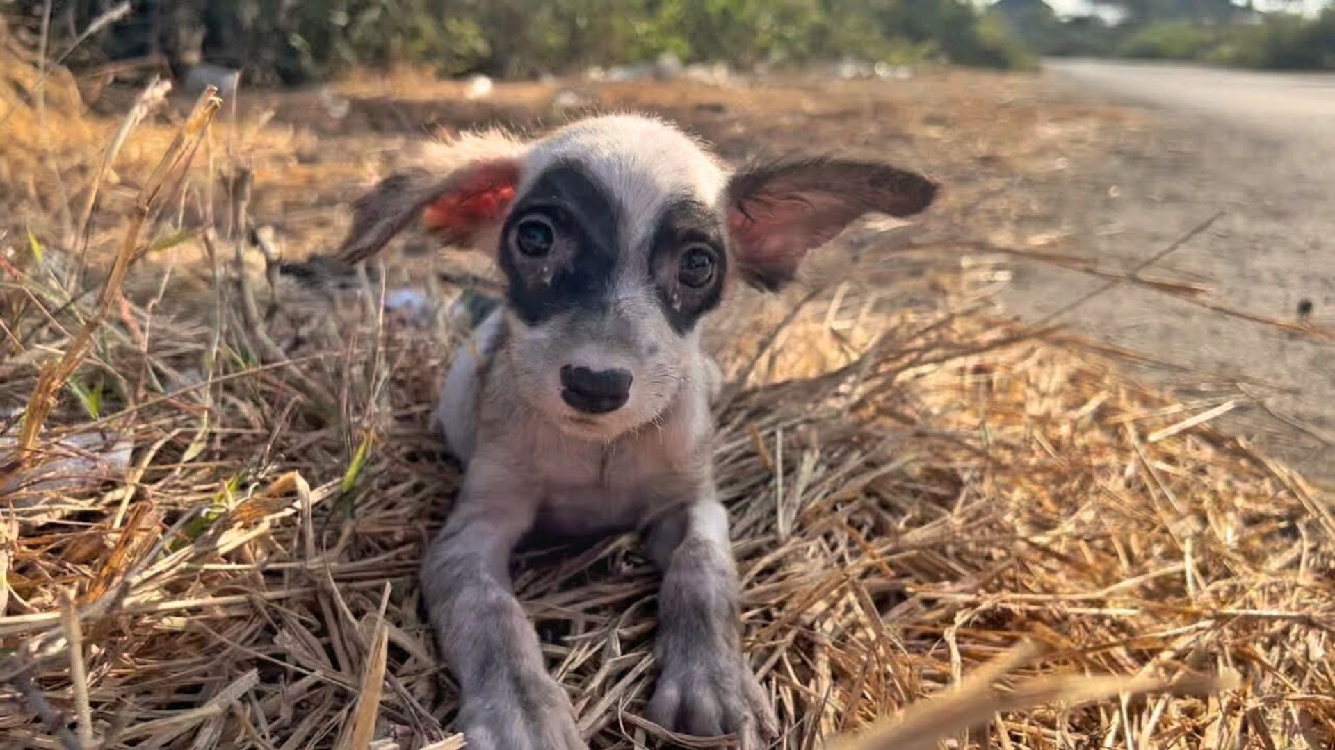 Poor Puppy Was Living In The Middle Of Nowhere And Then Everything Changed One Day