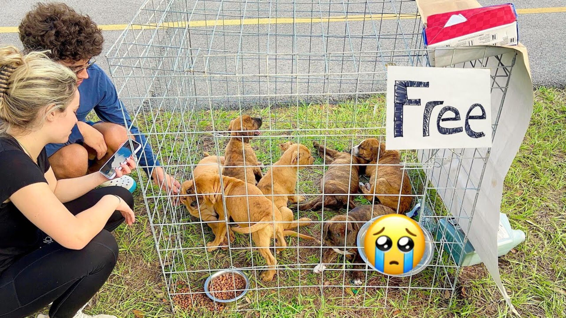 Man Was Shocked To Find A Kennel Filled With Puppies And A ‘Free Sign’ On It