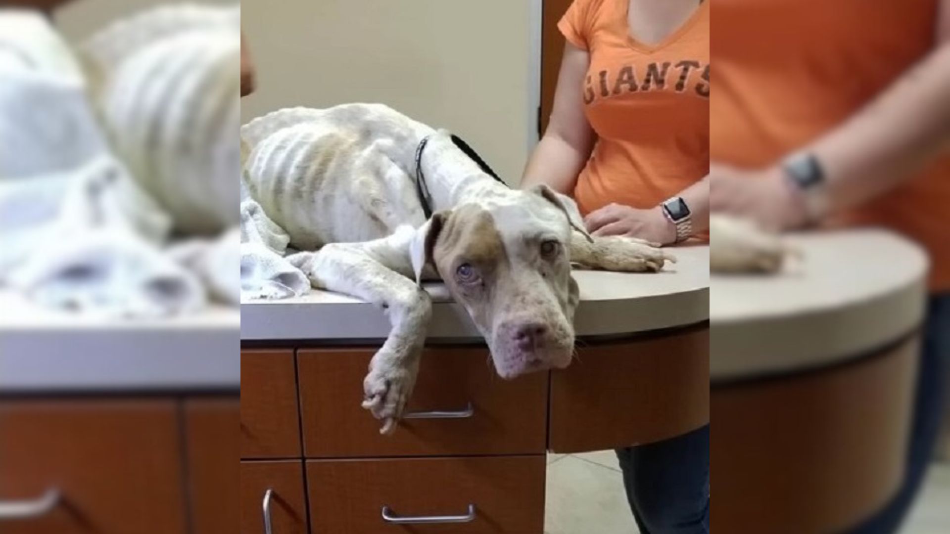 A Kind Person Hugs A Scared Malnourished Pup And Promises Her A New Life Filled With Love