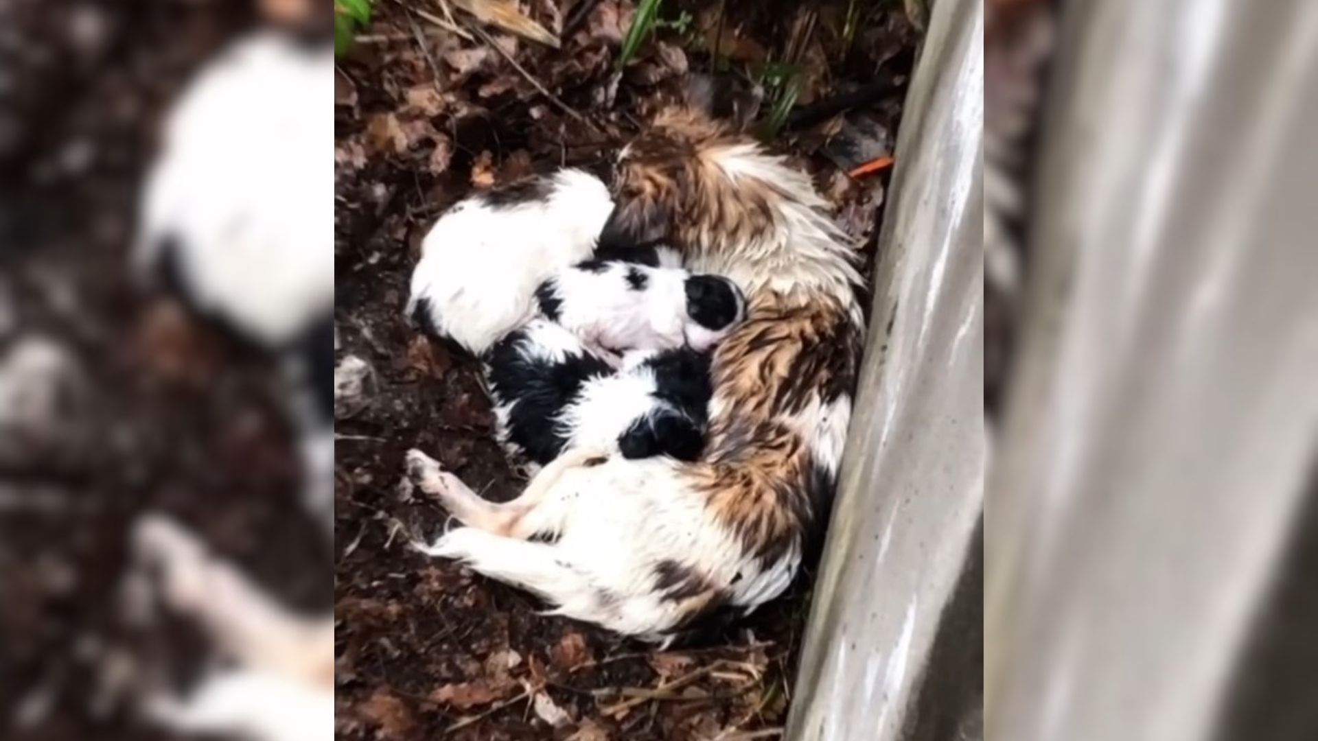 A Mother Dog Who Was Shivering In Rain, Hugged Her Babies Trying To Keep Them Warm