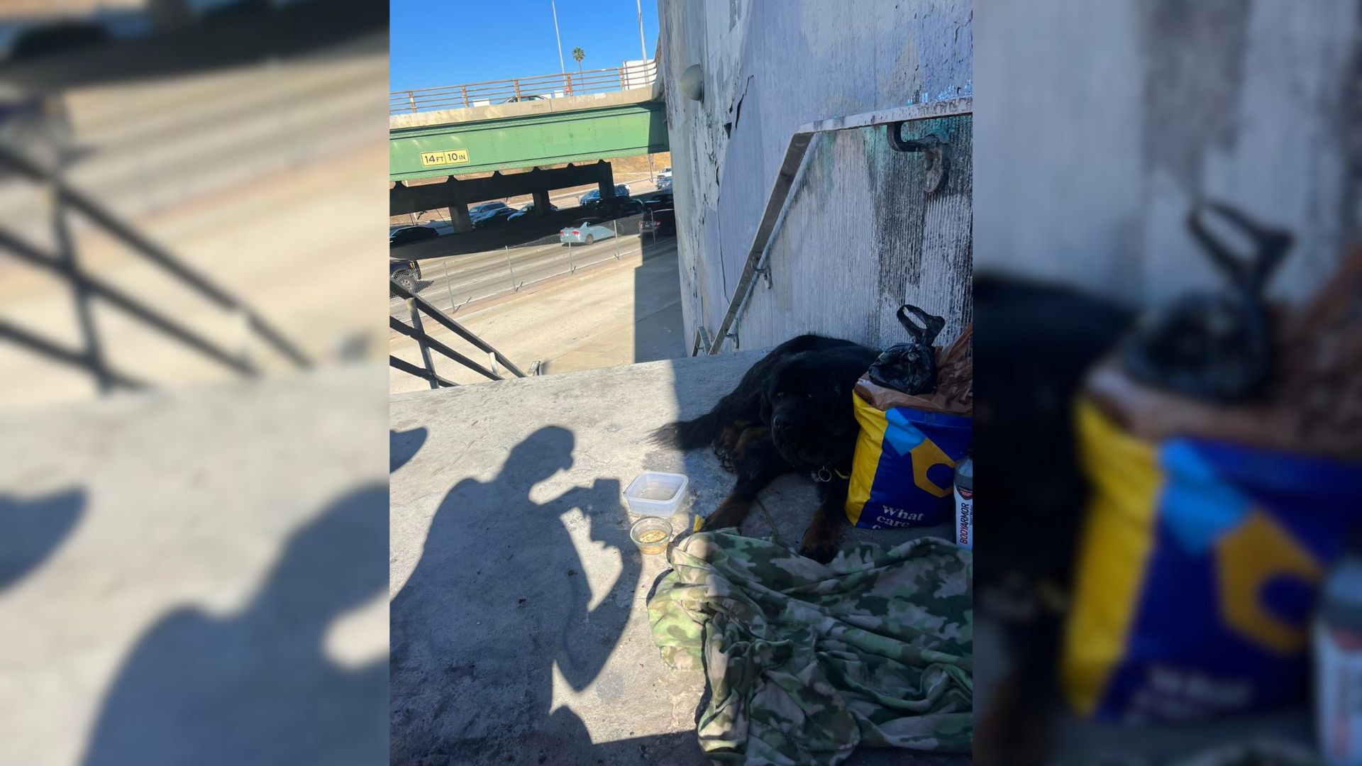 Woman Heartbroken To Find An Abandoned Dog Living Next To A Dangerous Freeway