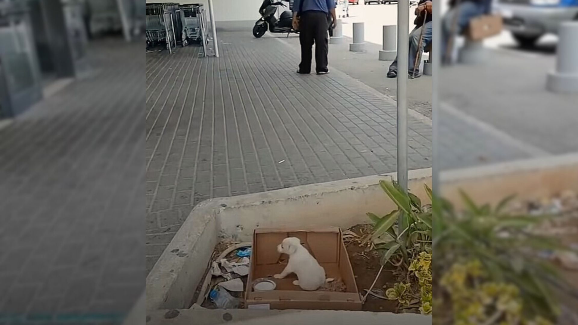 Teeny-Tiny Puppy Keeps Crying And Asking People After Being Left Outside A Supermarket