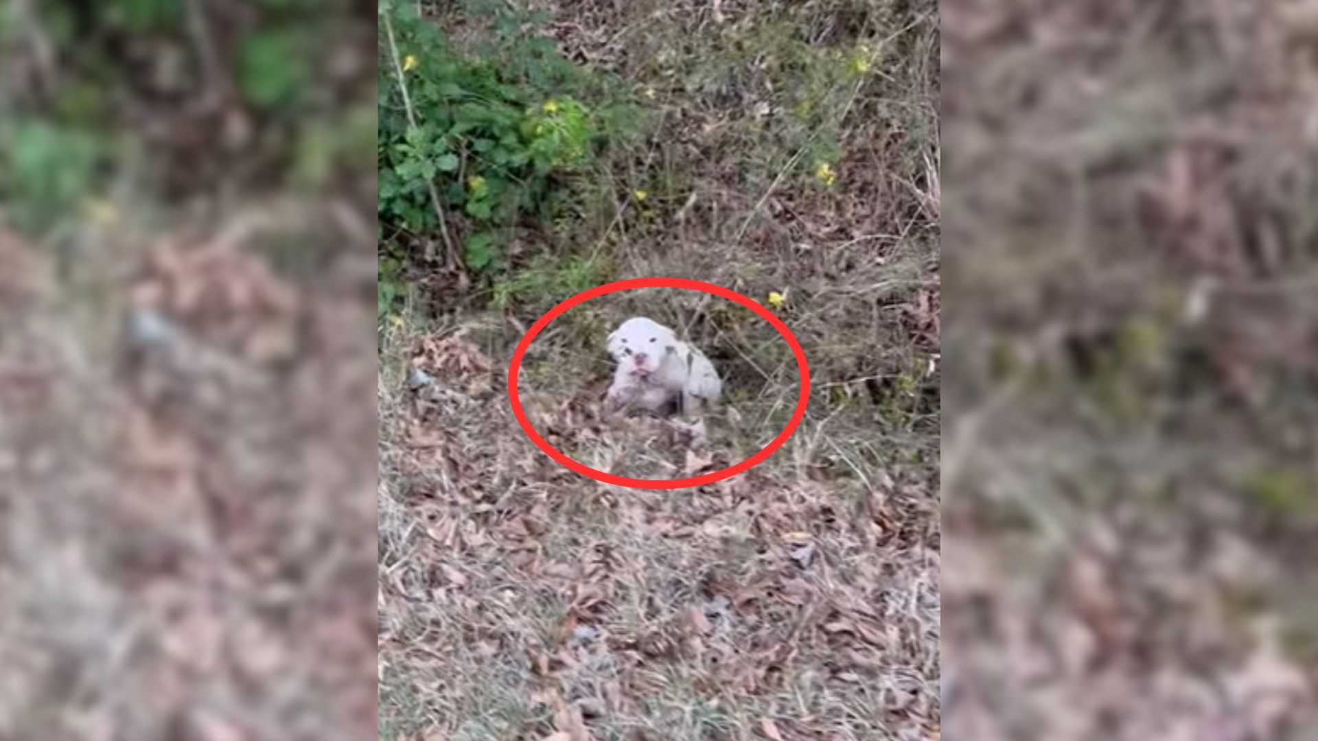 A Tiny White Puppy Nervously Peeks Out Of The Ditch Revealing A Heartbreaking Sight