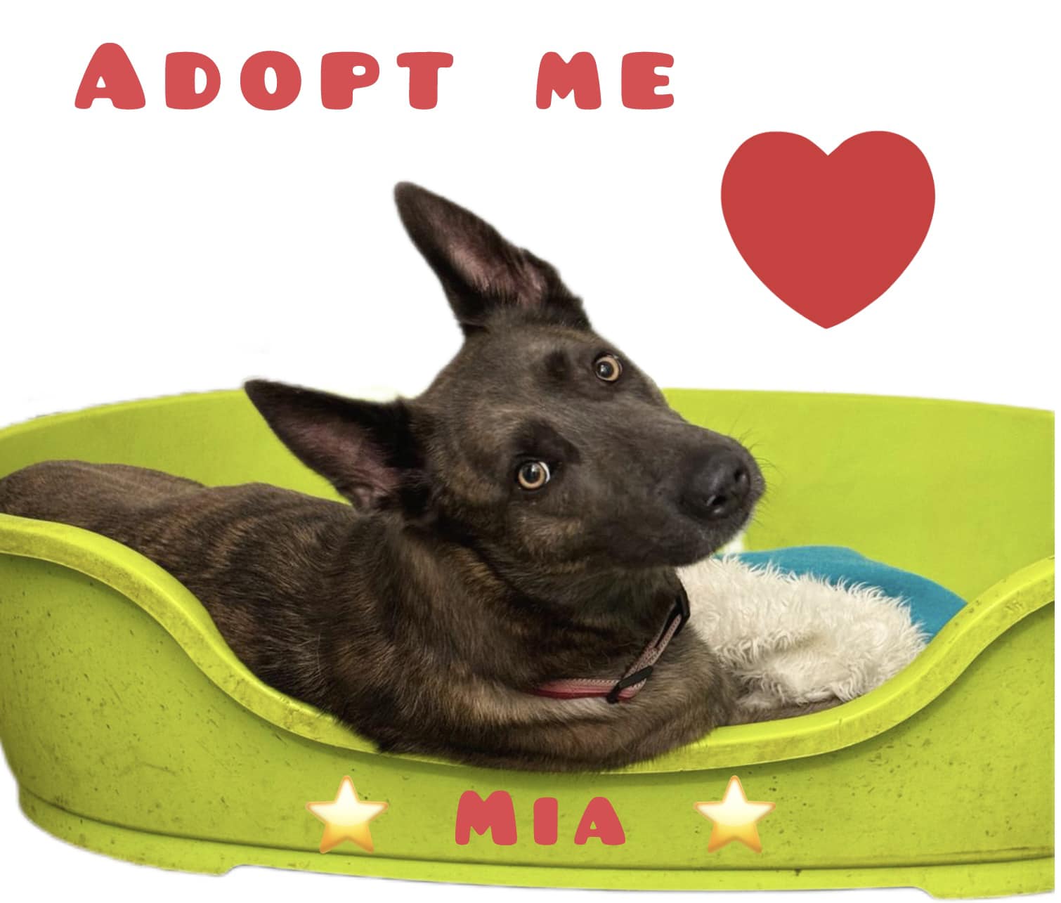 Adopt poster