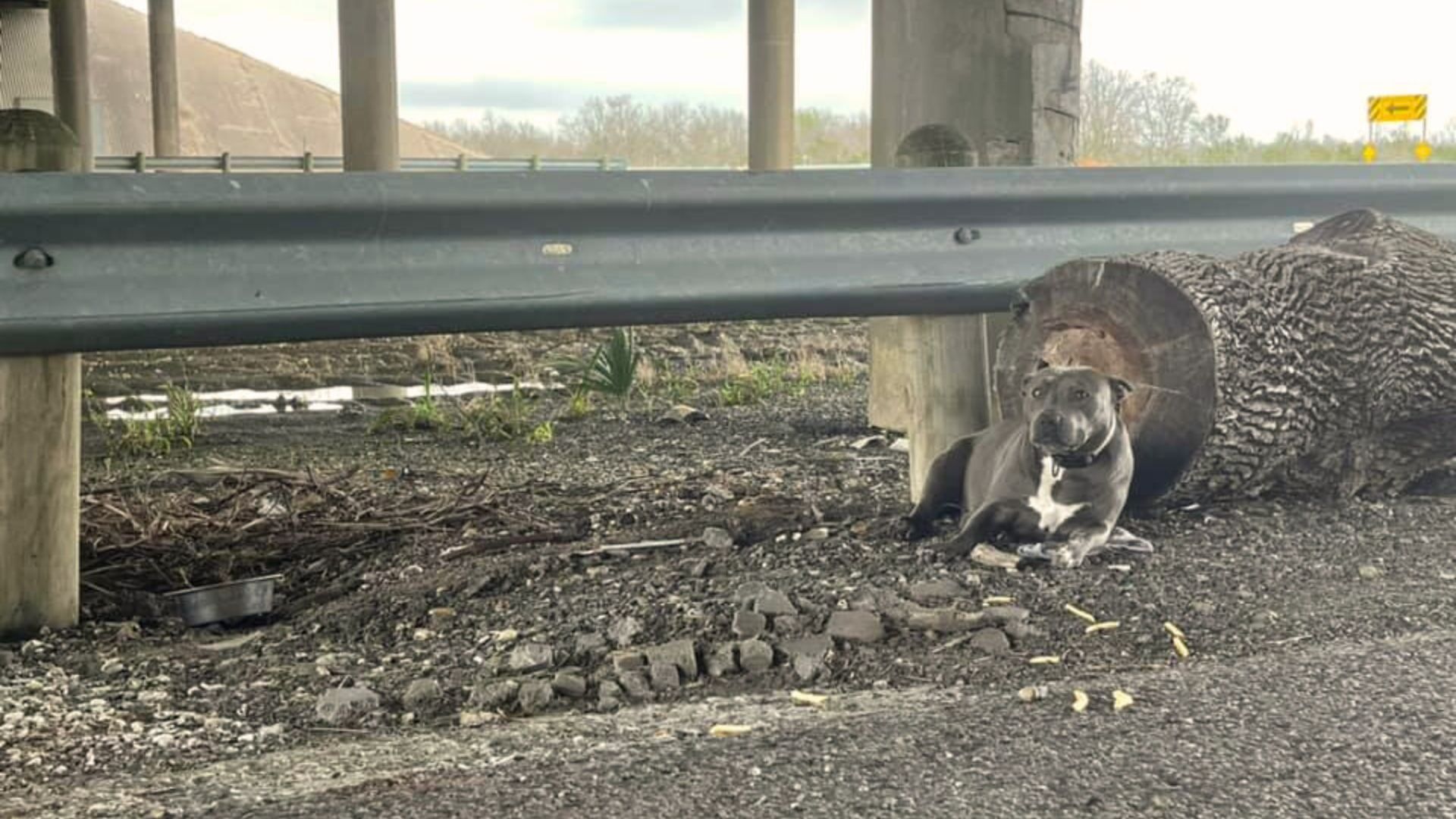 Woman Was Shocked To Find A Scared And Injured Pittie Abandoned Under An Overpass