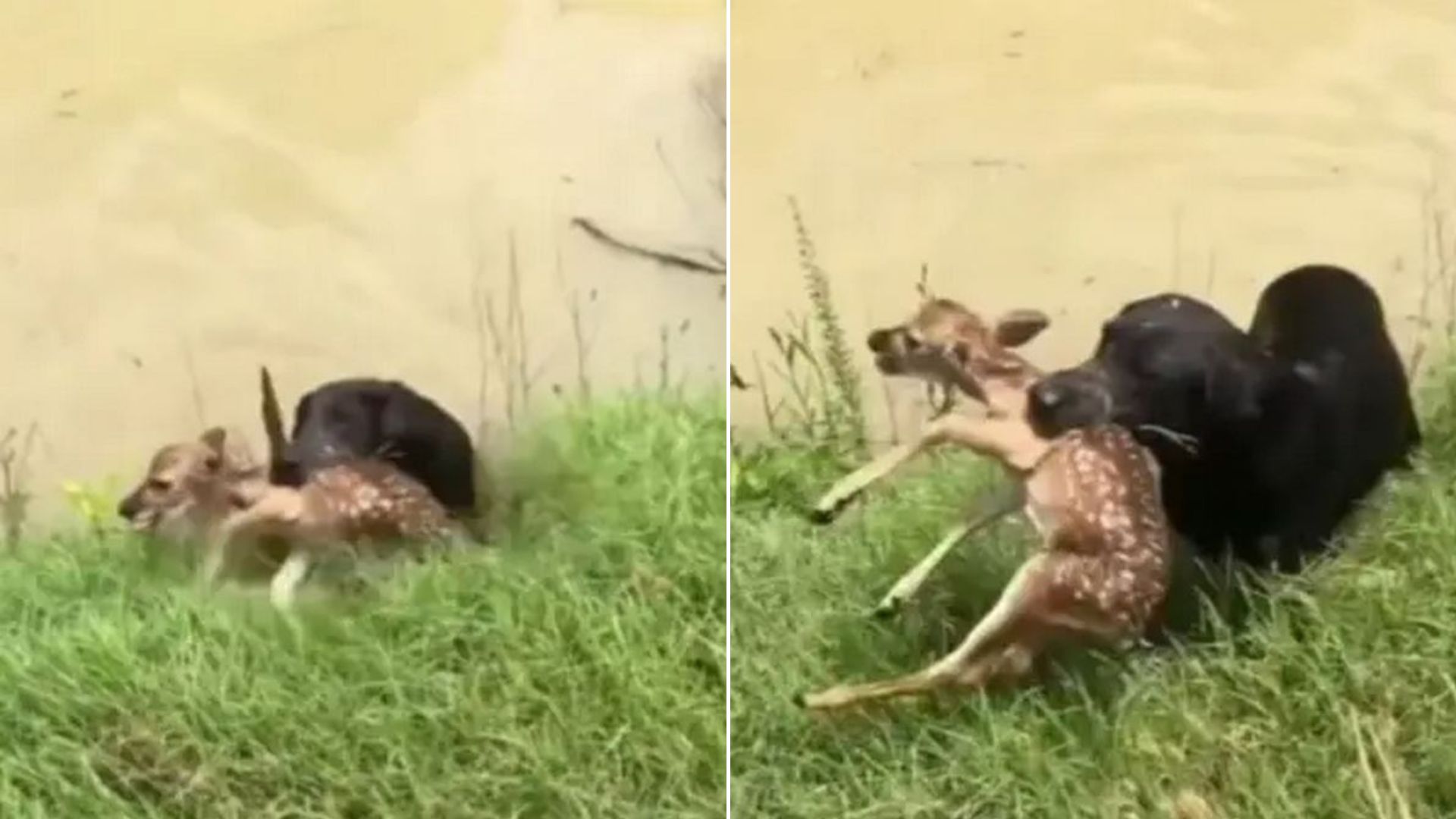 Black Labrador Noticed A Drowning Fawn And Rushed To Save It