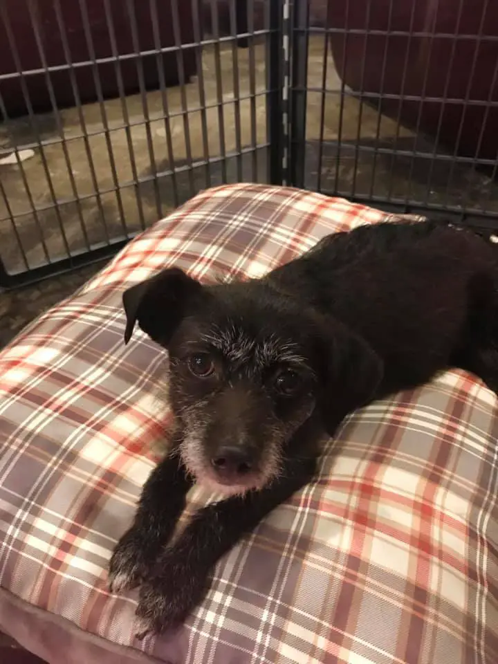 Black dog laying on a pillow