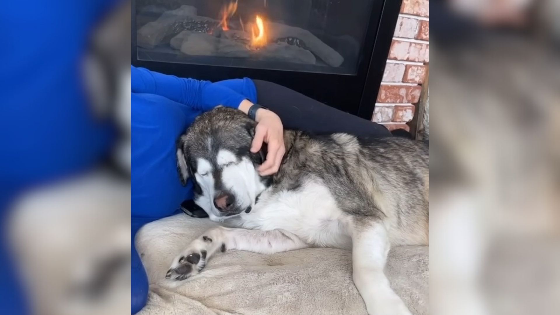 Blind Dog Was Surrendered To A Vet To Be Euthanized Because He Was ‘Aggressive’