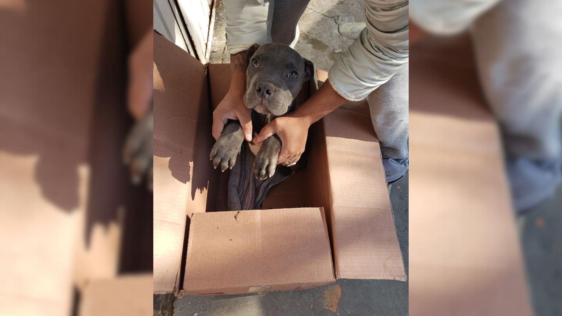 Little Boy Decides To Leave His Dog Outside The Shelter, The Reason Will Break Your Heart