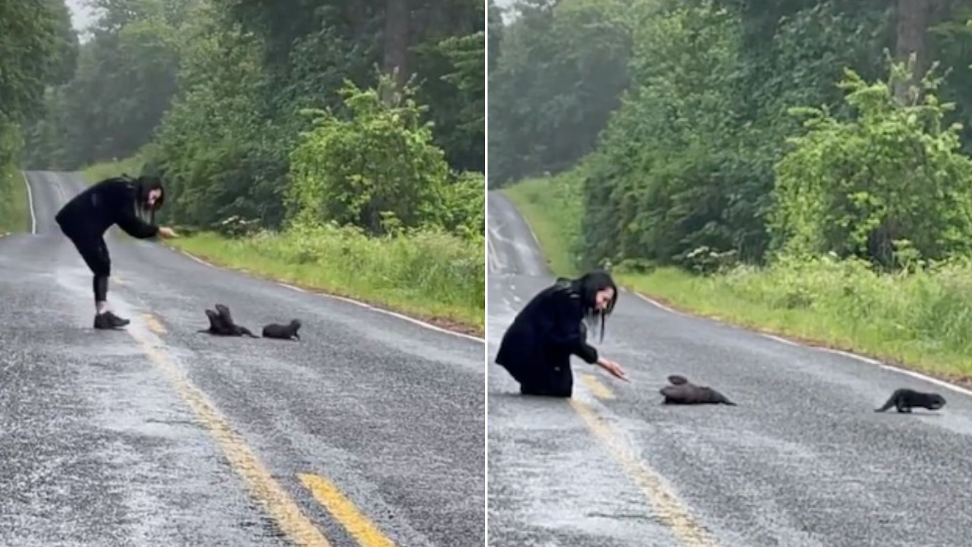 Couple Found A Furry Clump On The Road And Stopped To Check Out What It Is