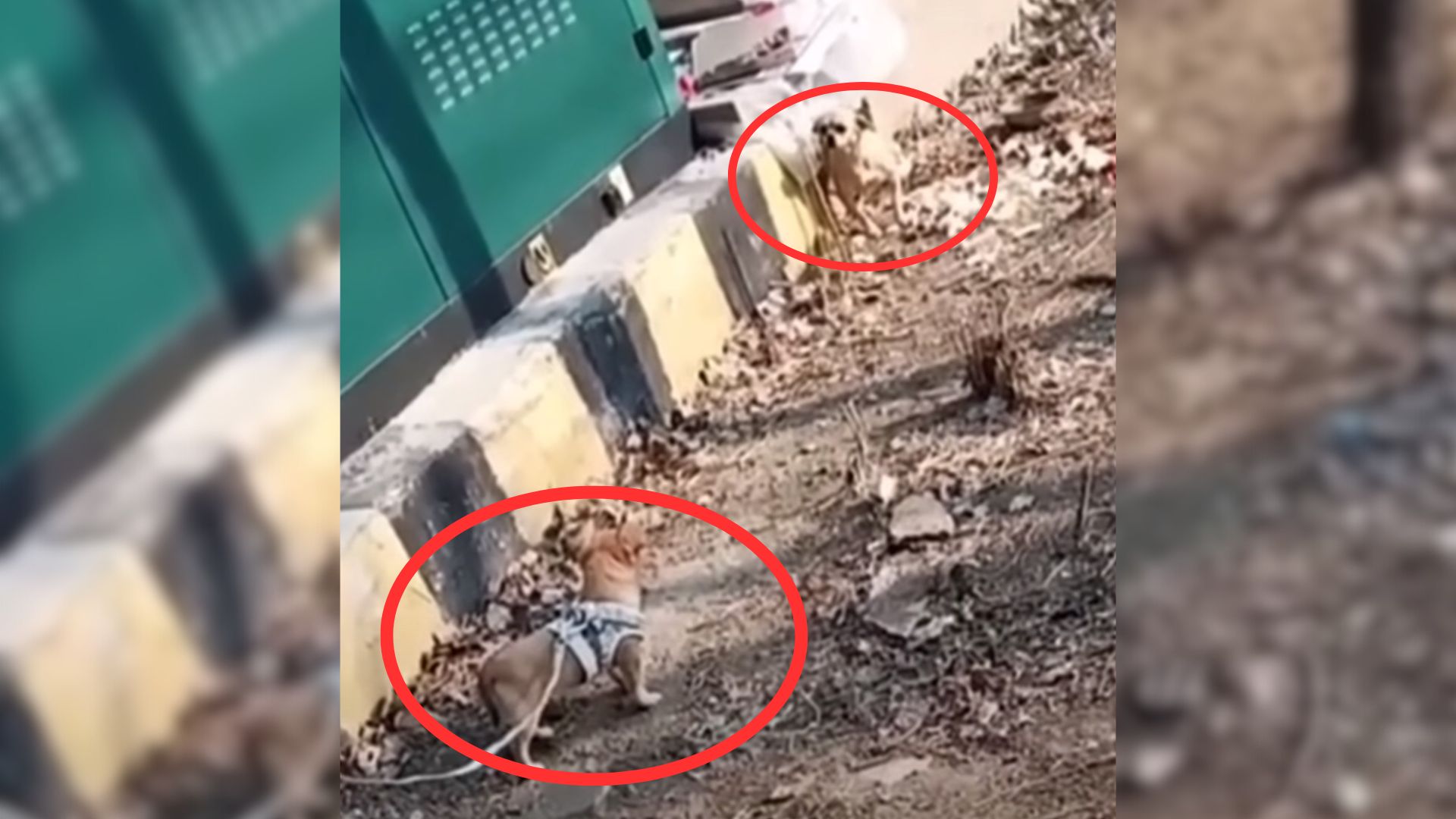 Crying Mama Dog Couldn’t Stop Hugging Her Puppy After Thinking That She Had Lost Him Forever