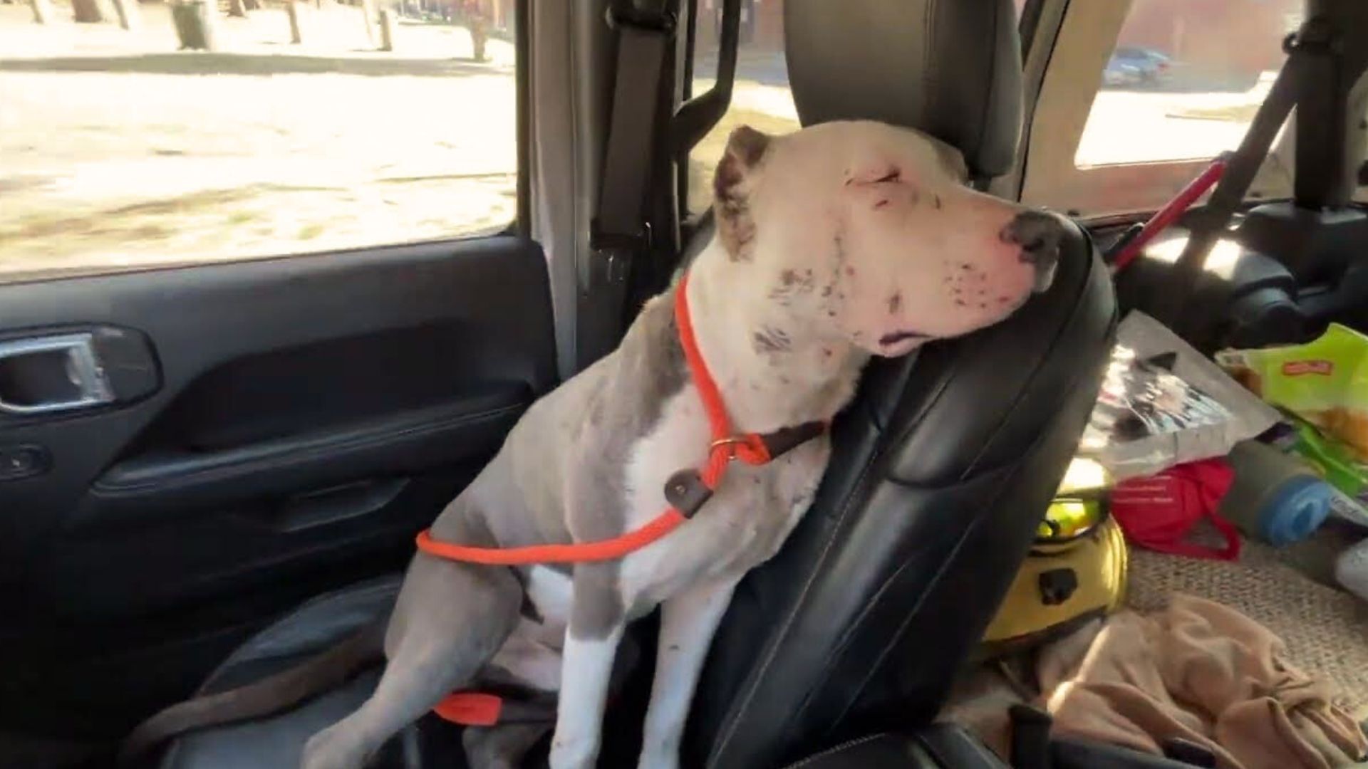 Rescuers Were Shocked To Find A Pup Who Was Covered In Bite Wounds, So They Decided To Help