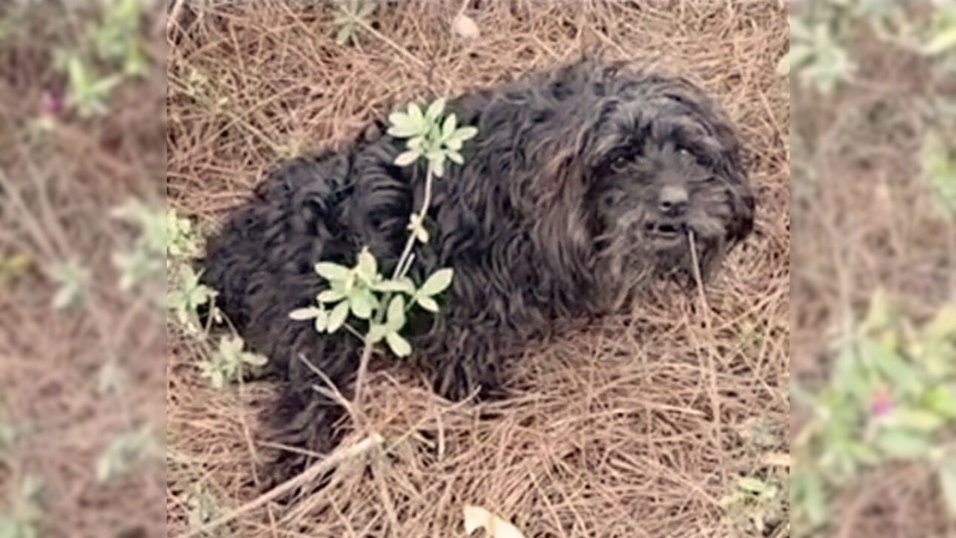 Scared Doggo Girl Lying In Grass With A Paralyzed Leg Begs People For Help