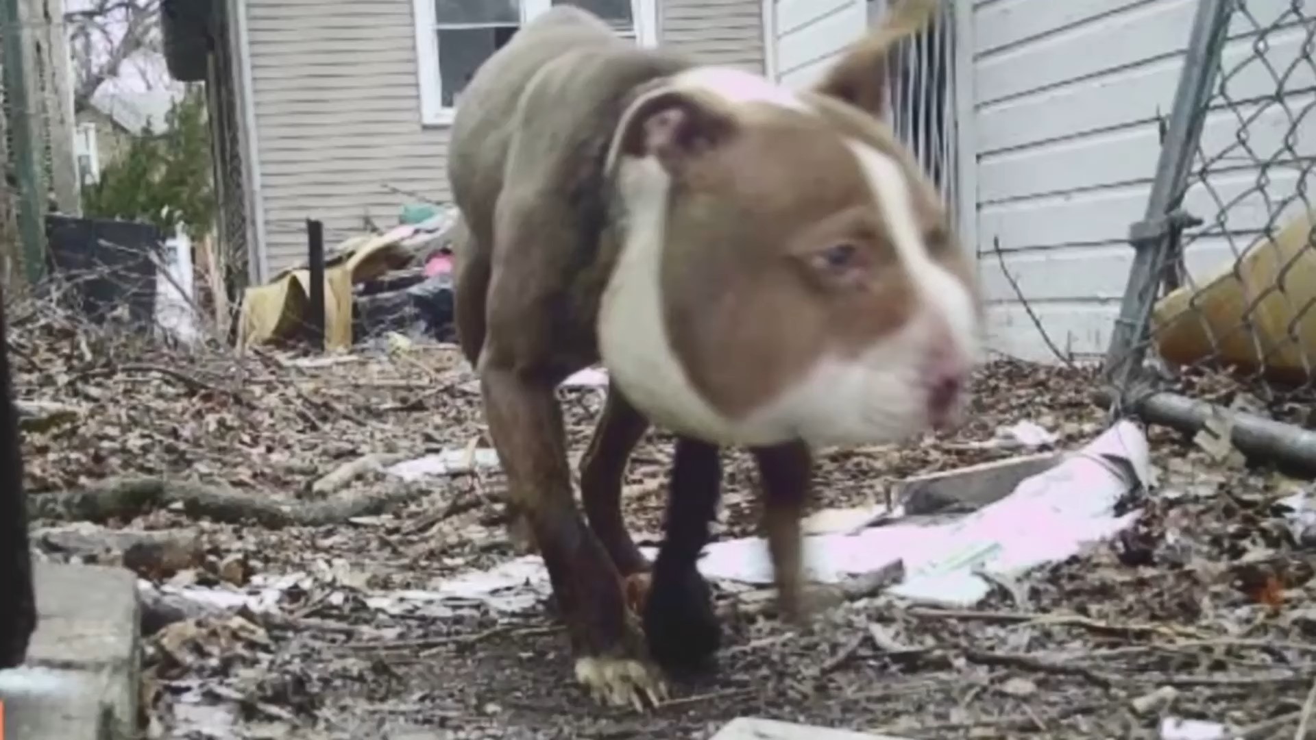 Dog With A Swollen Face