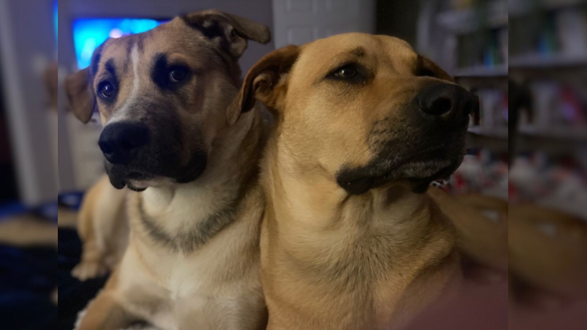 Dogs Did Not Let Their Owner Rest, Wanting To Point Out The Danger Caused By The Cat