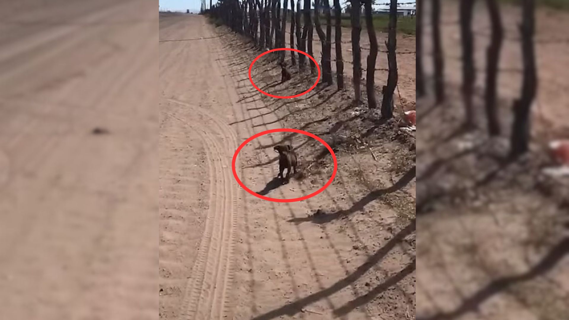 Filmmakers Were Shocked To Find 2 Small Puppies In The Middle Of A Desert