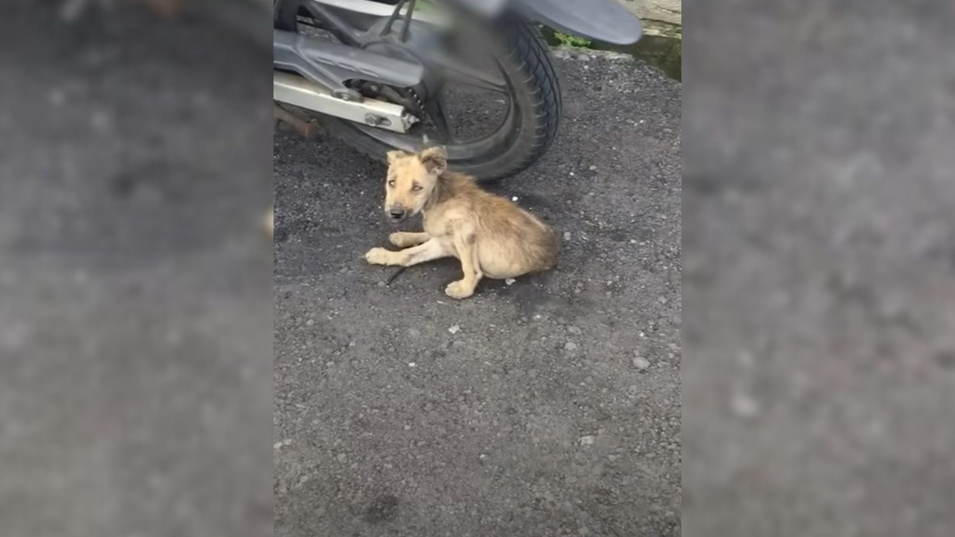 Sweet Injured Puppy Unable To Move Is Now The Happiest Dog In A Brand New Home