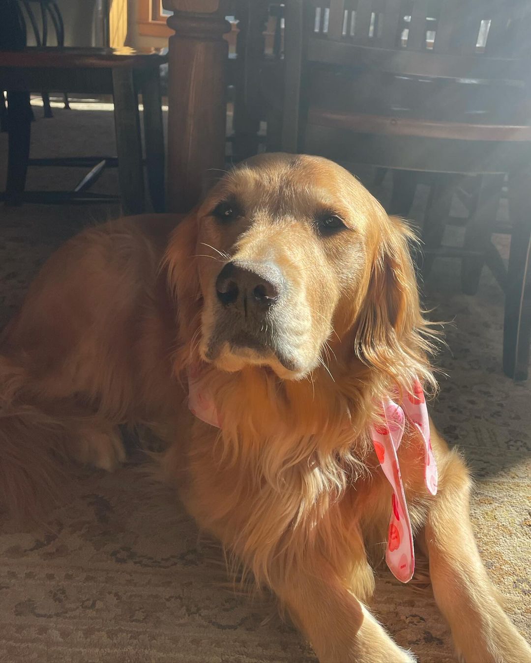 Golden Retriever laying on the floor