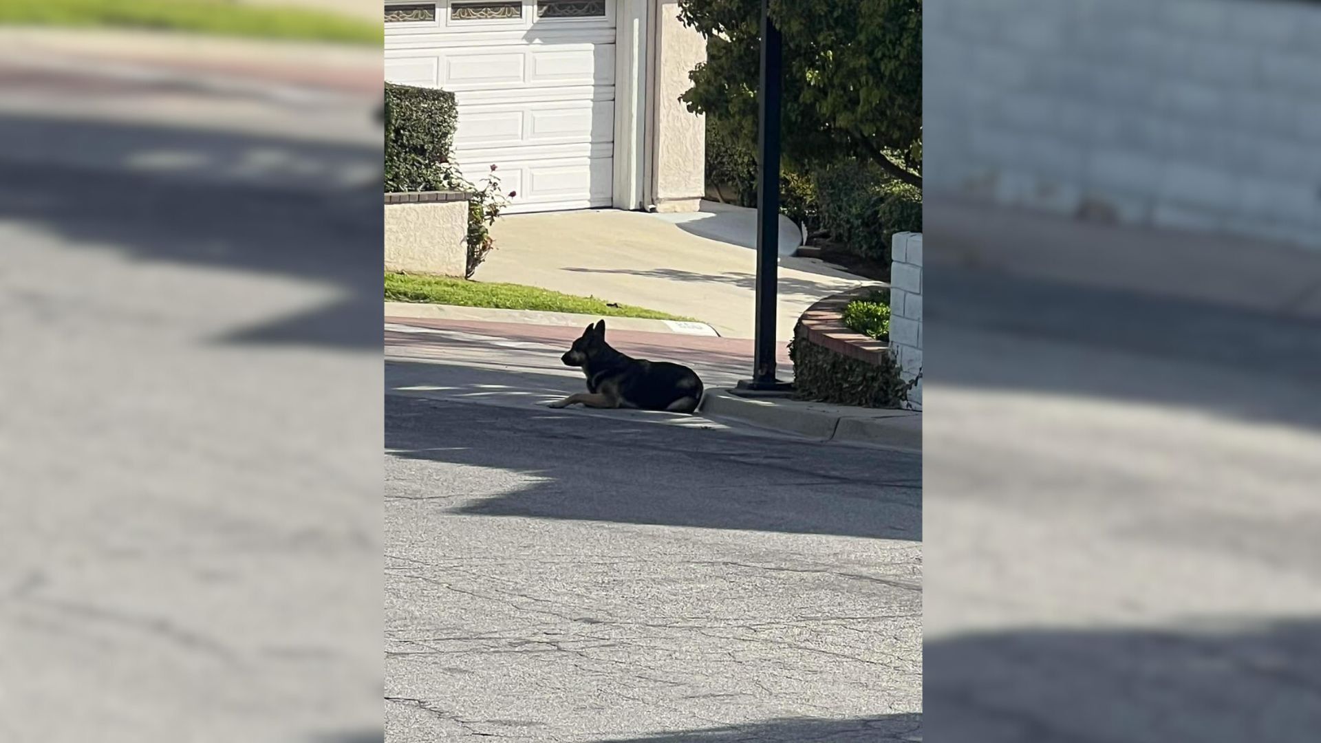 Hungry And Desperate, She Hoped For Days Someone Would Save Her From The Street