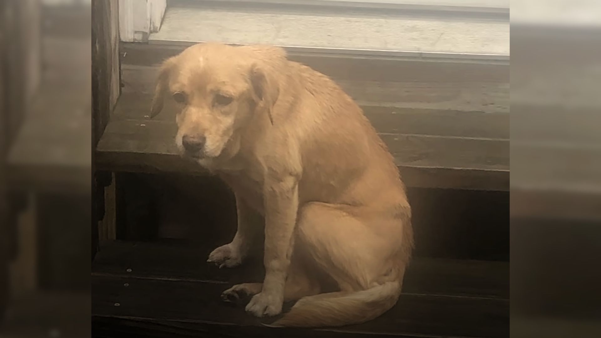 This Couple Was Absolutely Shocked To Find A Strange Visitor In Their Home At 4 A.M. 