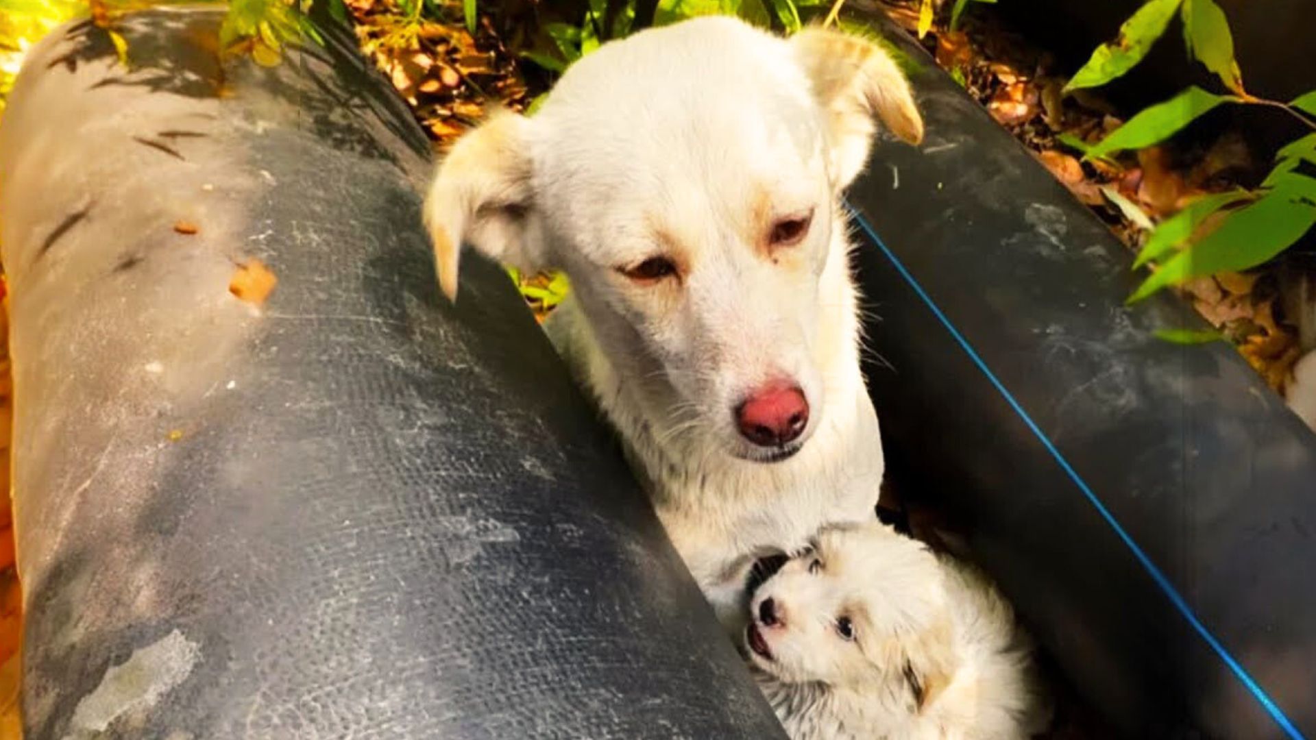 Rescuer Went To Help A Stray Dog Only To Be Greeted By Another Sweet Surprise