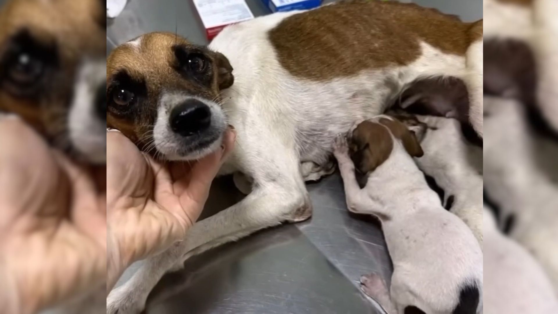 Mama Dog And Her 2 Puppies Were Abandoned In A Trashed Vehicle To Survive On Their Own