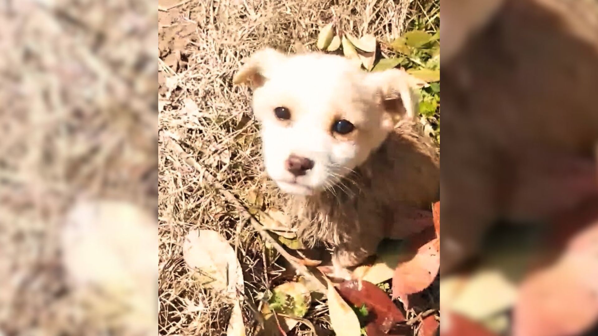 Kind Man Discovers An Abandoned Puppy In Mud And Immediately Jumps Into Action