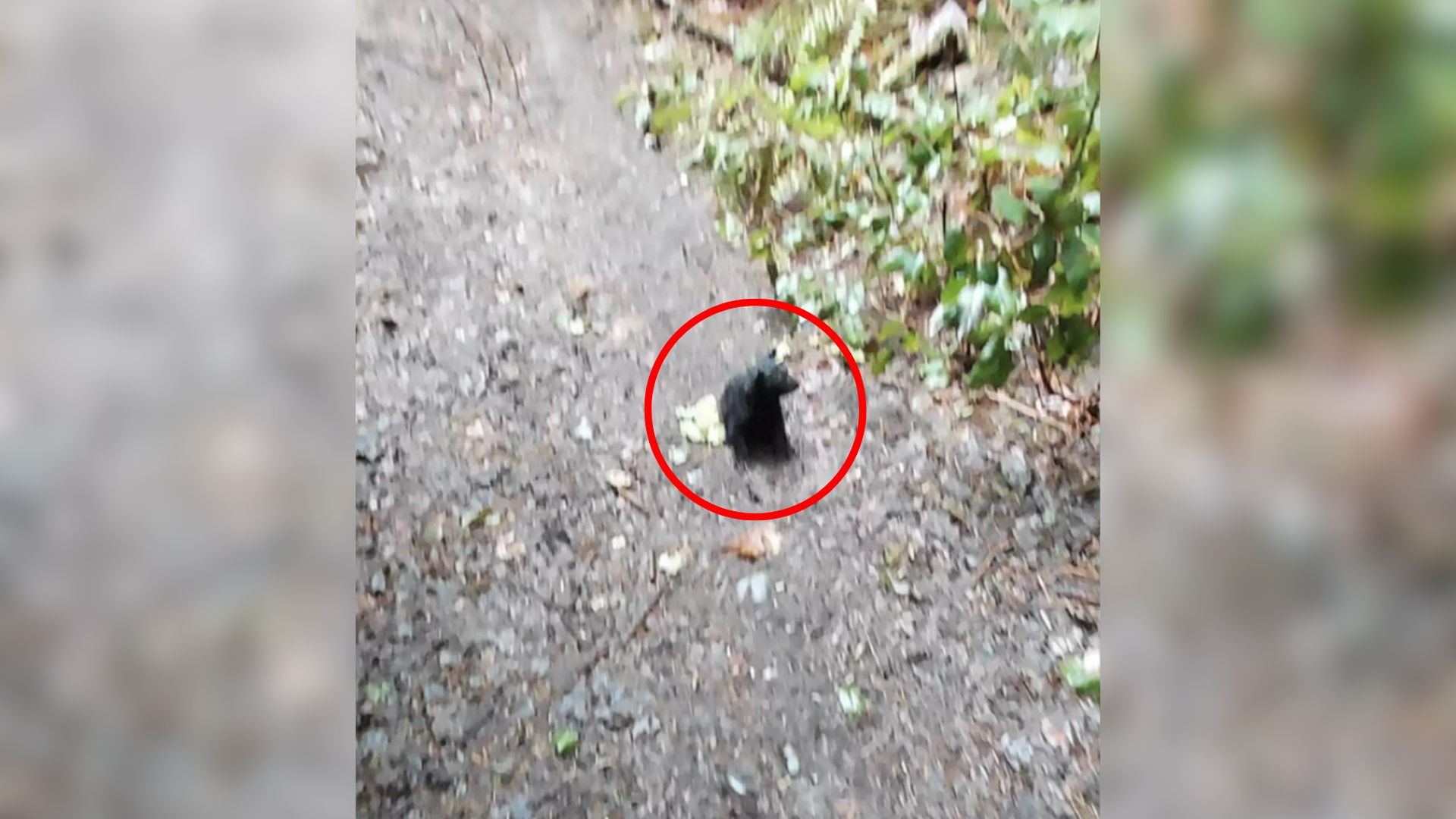 Hiker Noticed A Mud Ball In The Forest And Was Shocked When He Realized What It Was