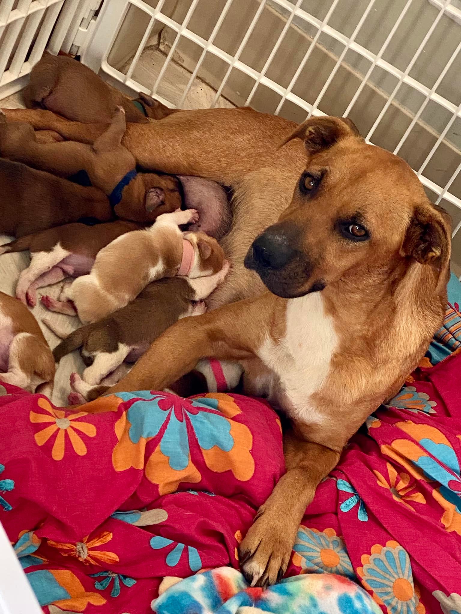 Mother dog feeding many puppies