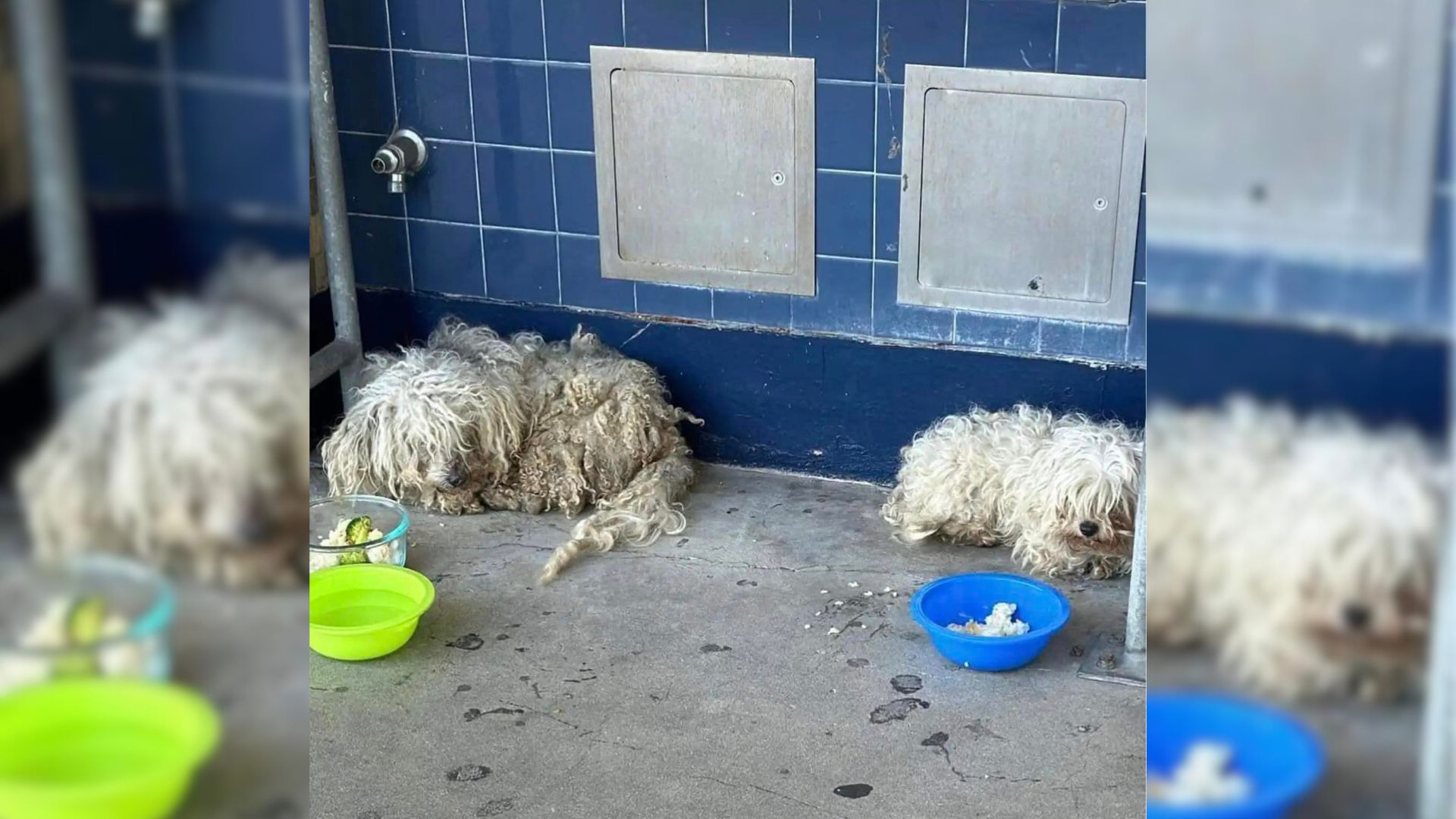 Pair Of Heartbroken Pups Snuck Into A Californian School Hoping To Finally Find A Home Of Their Own