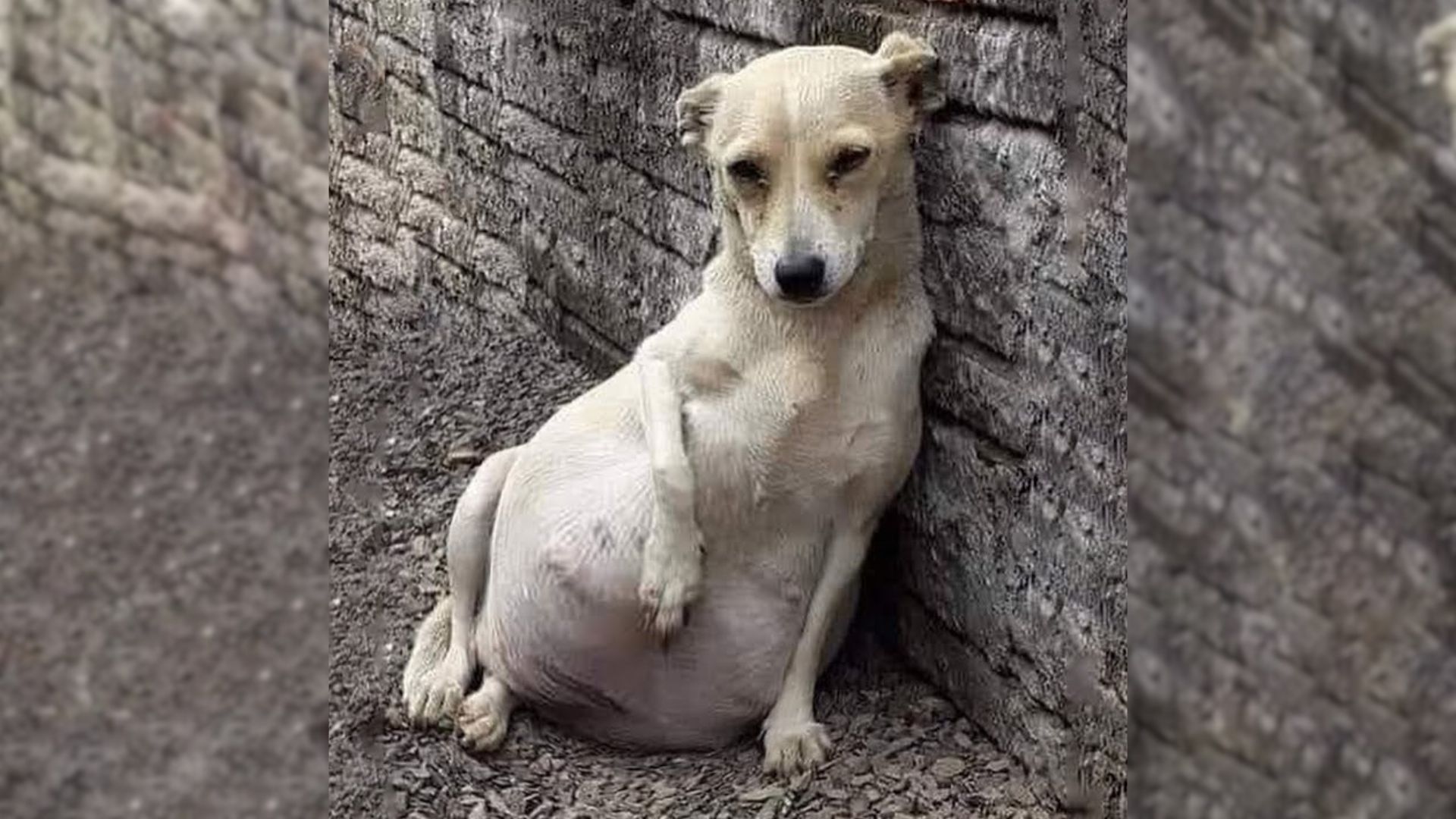 Rescuers Were Shocked To Find This Pregnant Dog Abandoned Near A Factory