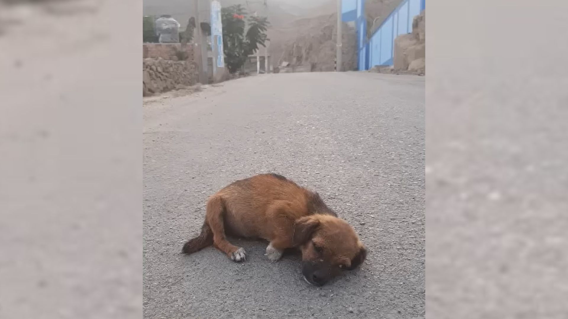 Severely Malnourished Pup Found Lying Helplessly On The Street After Abandonment