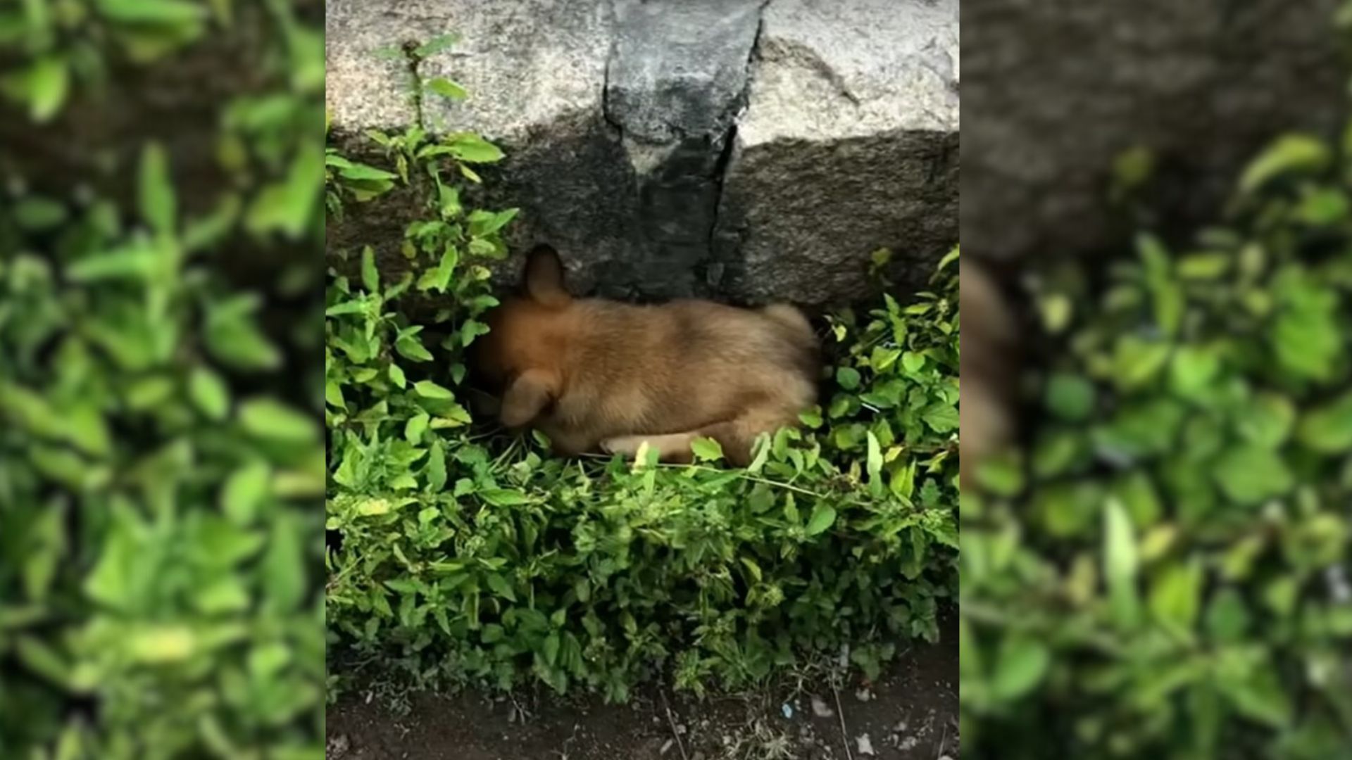 Rescuers Shocked To Find A Paralyzed Dog Lying Helplessly Next To A Dangerous Road