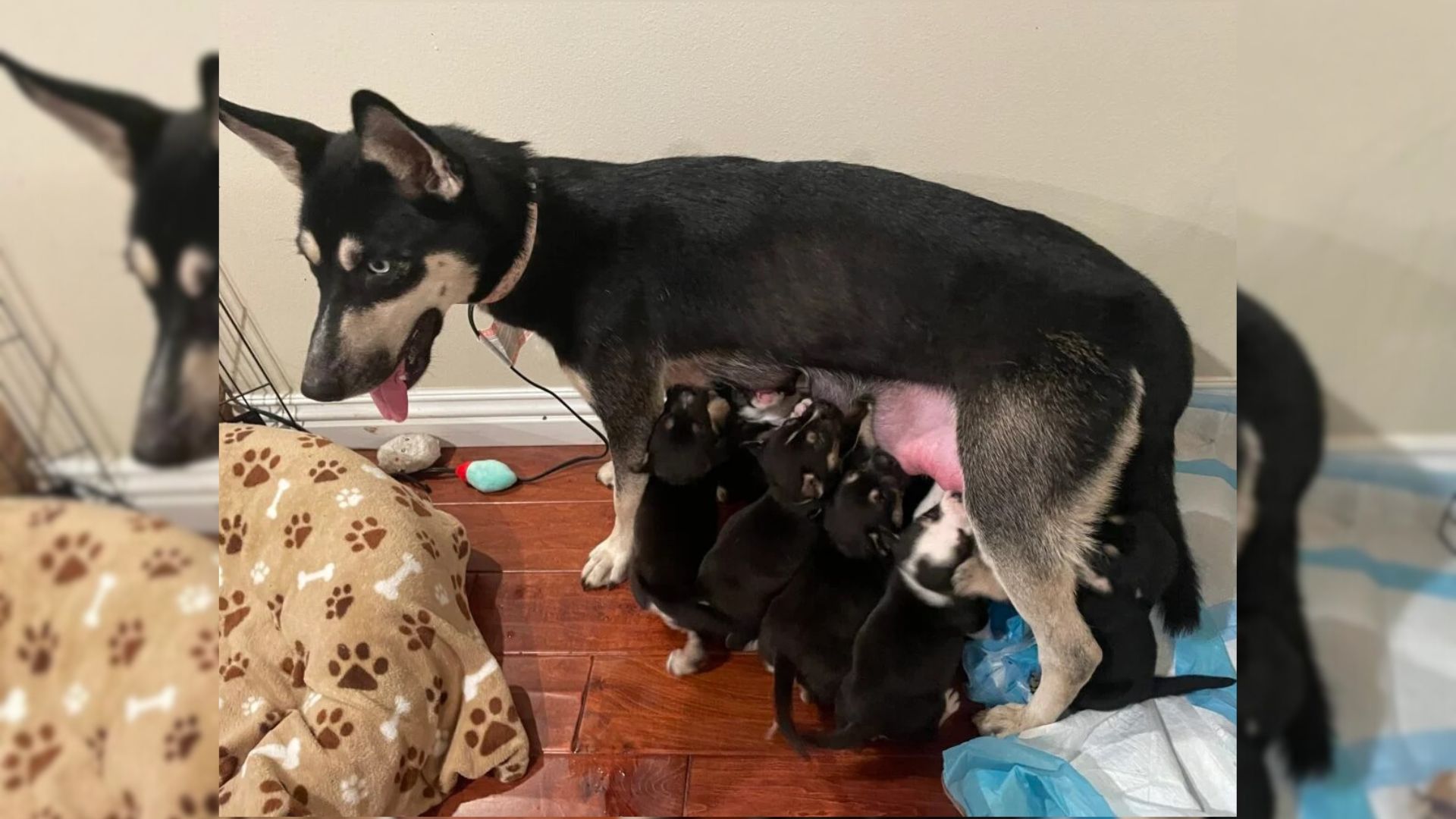 Rescuer Was In Shock When She Found A Canine Family In An Abandoned House