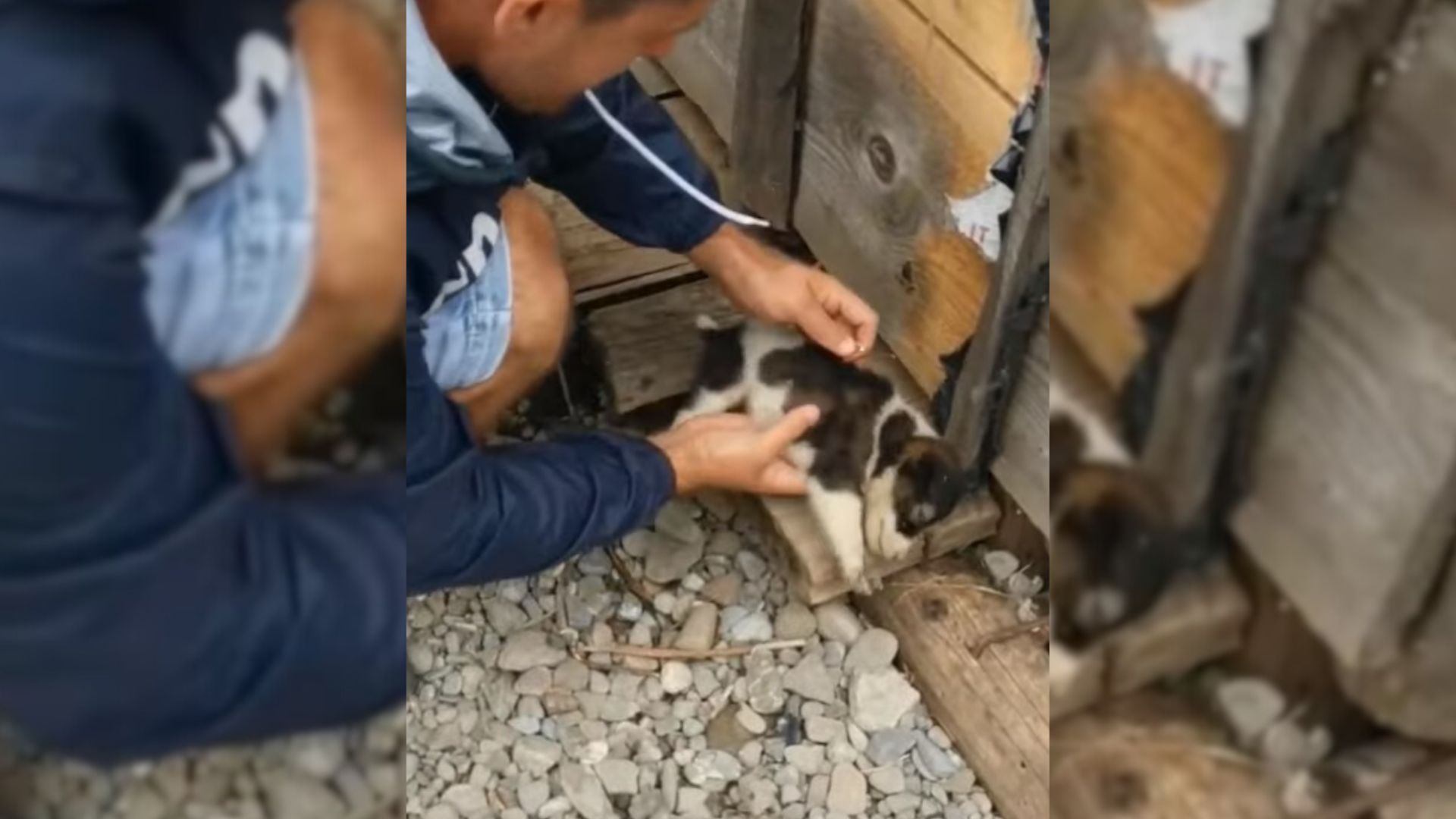 Rescuers Decided To Check Out A Site For Their New Shelter Only To Find Something Heartbreaking