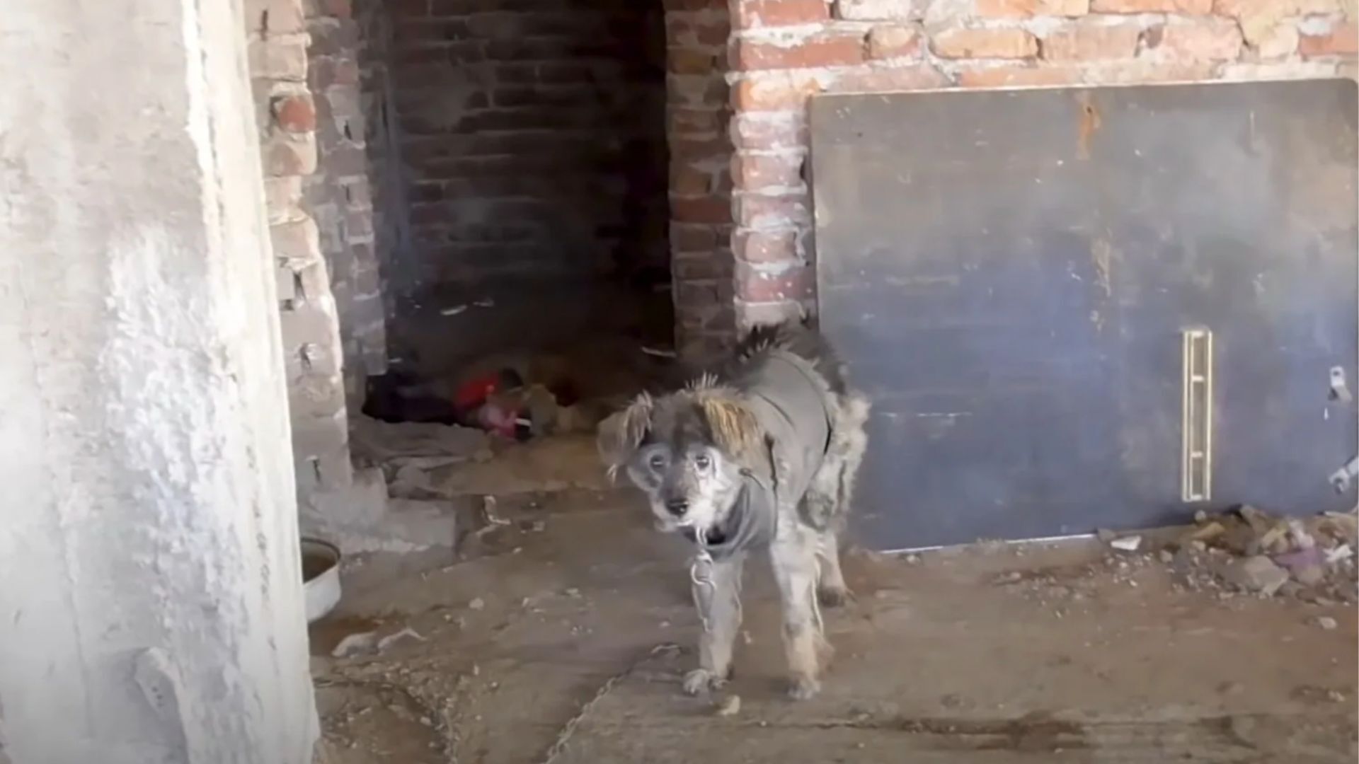 Rescuers Tried To Help A Dog Who Ran Into A Building Only To Be Surprised By What They Found