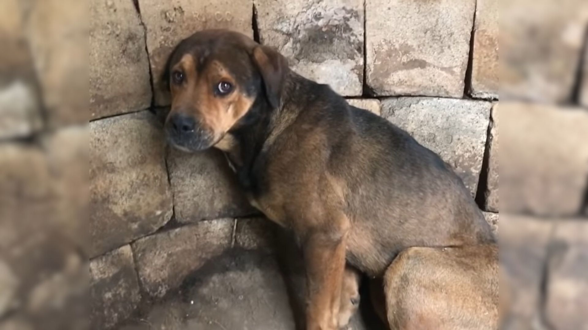 Rescuers Were Shocked When They Spotted A Helpless Dog Trapped In A Well