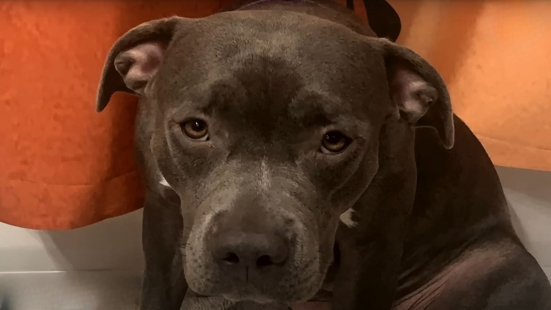 Overlooked Shelter Dog Watches As Her Buddies Get Adopted, While She Remains Alone