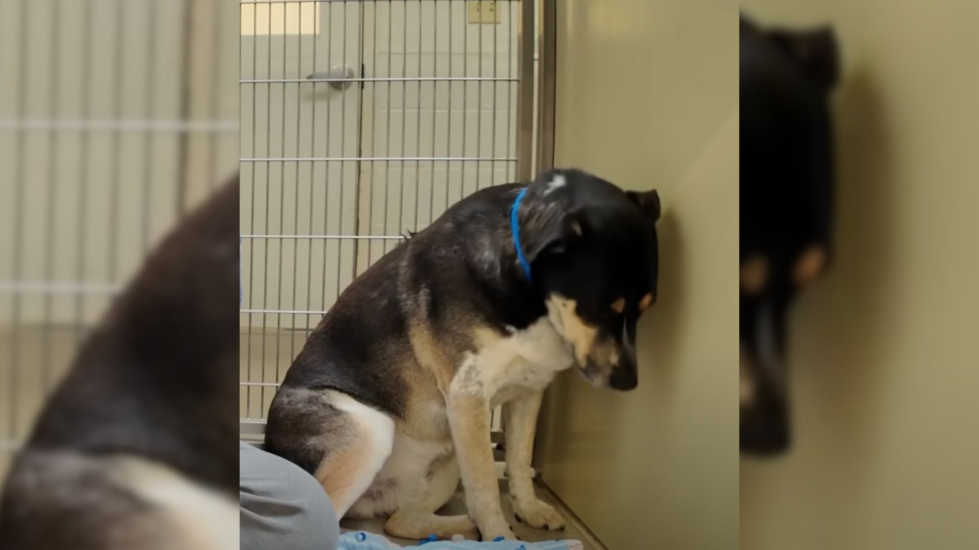 Heartbroken Dog Returned Back To The Shelter Keeps Staring At The Wall With The Saddest Eyes