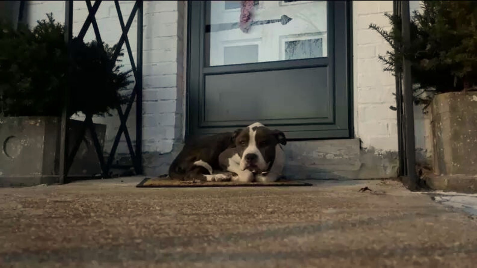 Stray Dog Had Nowhere To Go So He Curled Up On A Random Doormat, Hoping For The Best