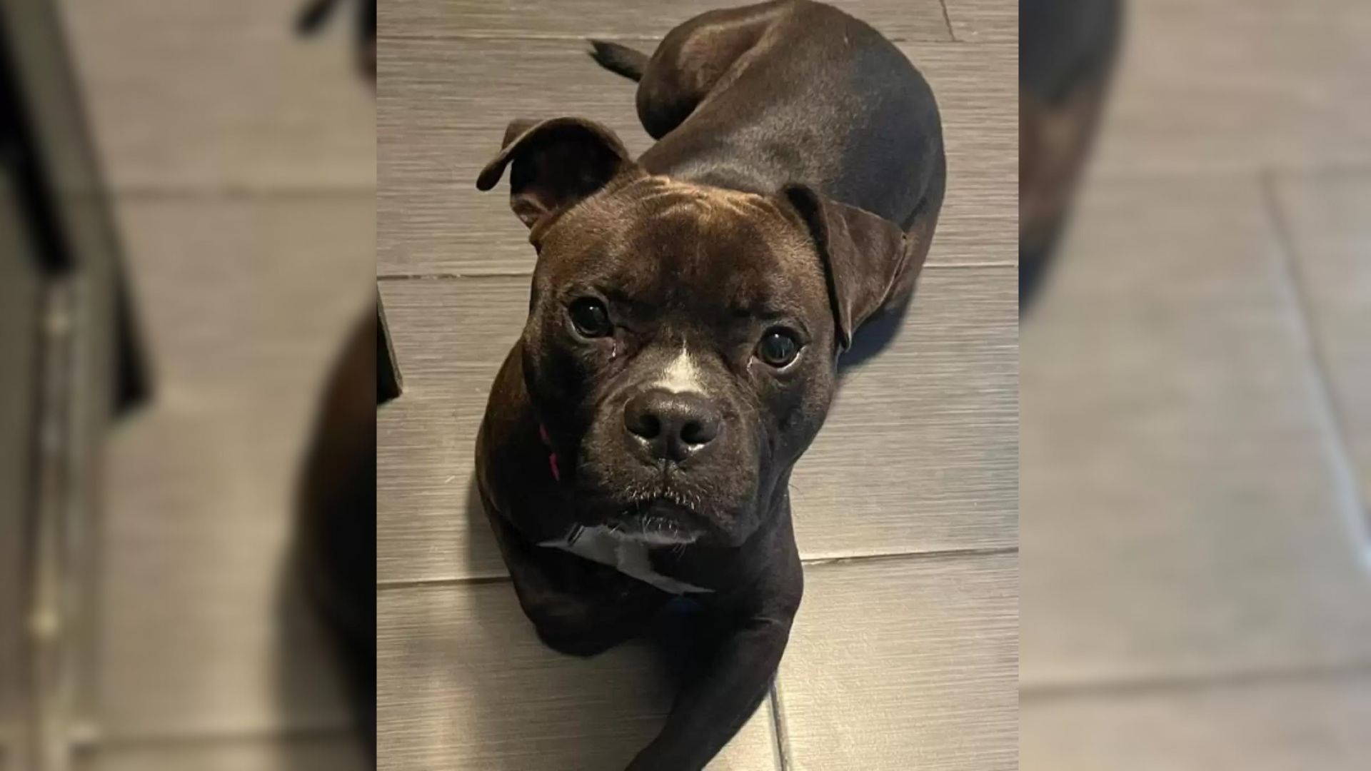 Pittie Struggled To Find A Home Because Of His Color But Then A Special Person From Oregon Walked Through The Door