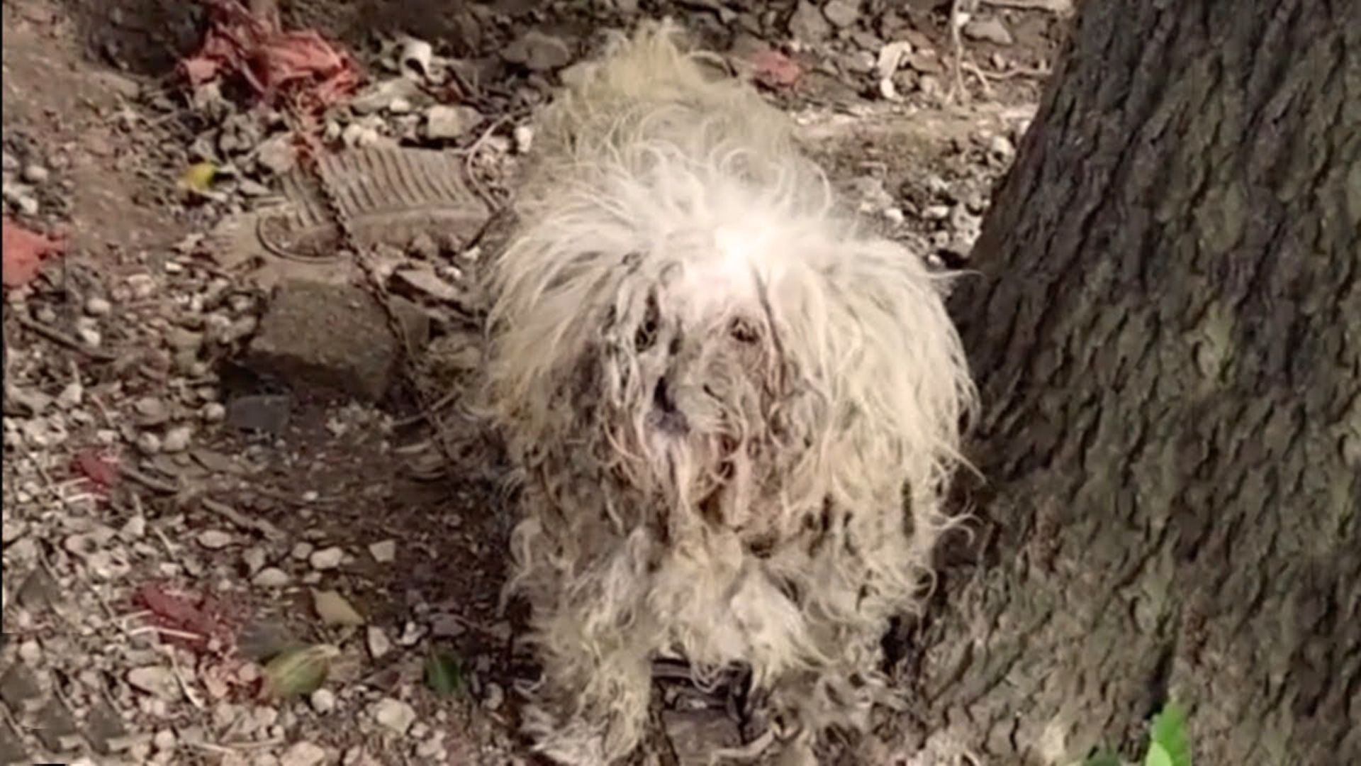 The Abandoned Dog Who Was Left Chained In The Garden Begs Her Rescuers For Help With Tearful Eyes