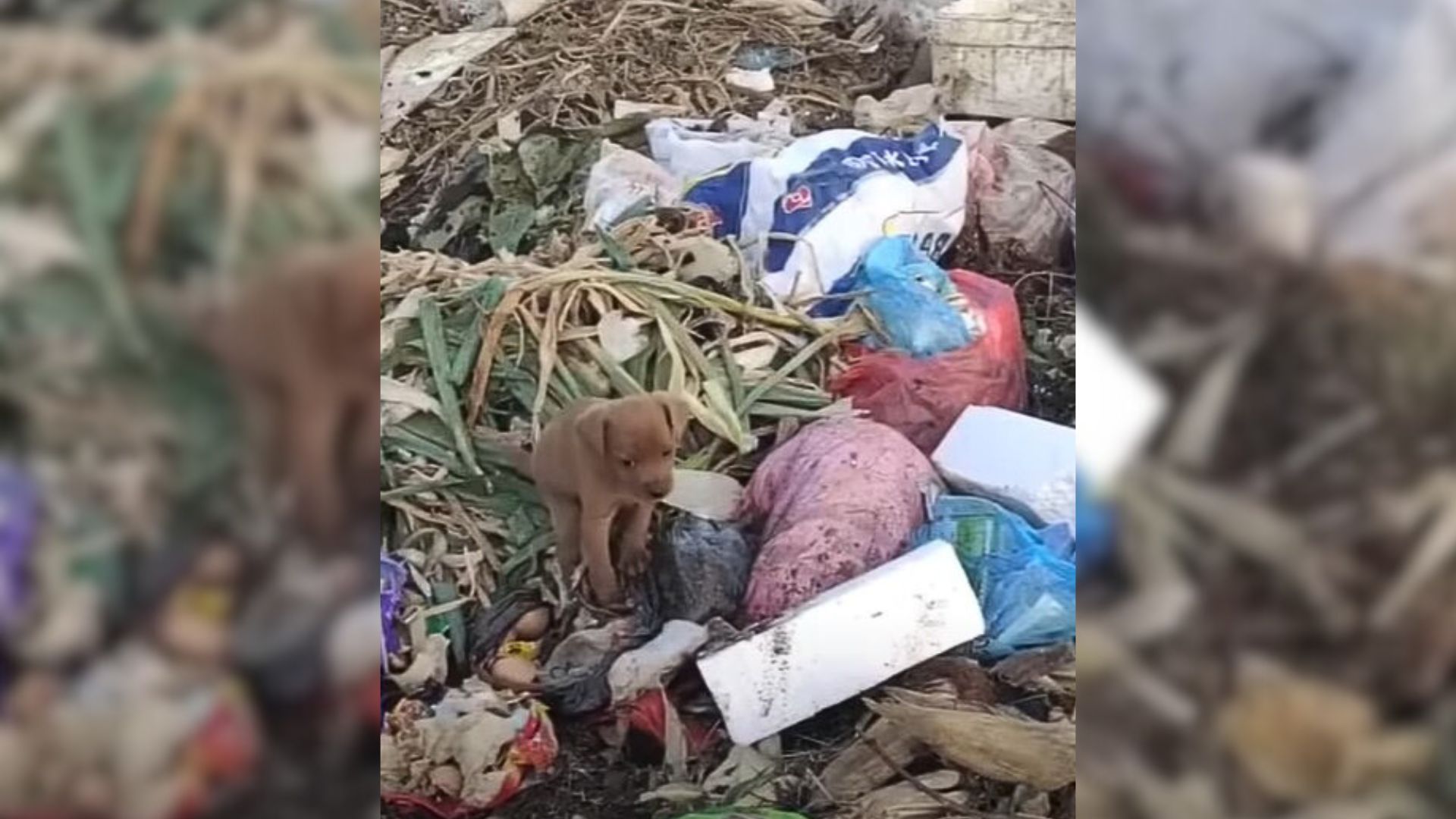 Rescuer’s Heart Breaks As He Finds Puppy Living In Garbage And Eating Plastic Bags To Survive