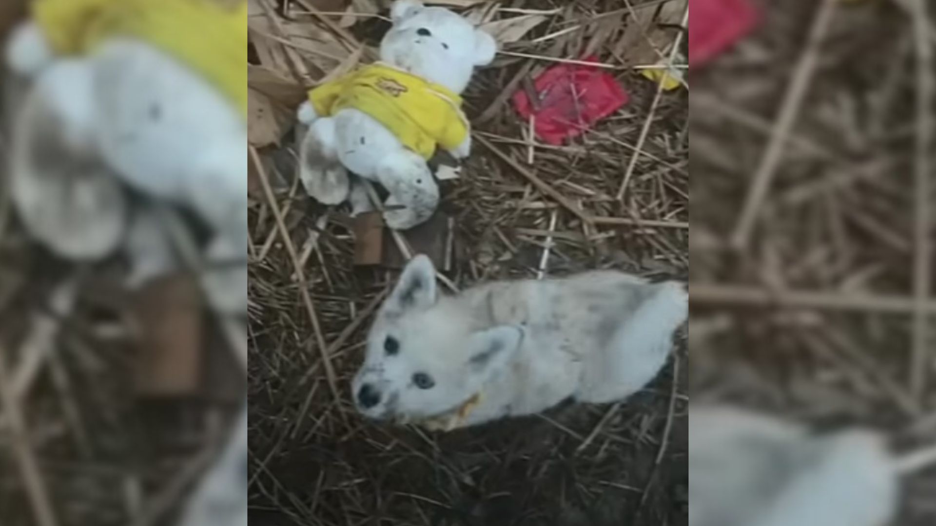 This Puppy Was So Loyal To His Friends That He Refused To Be Rescued Without Them